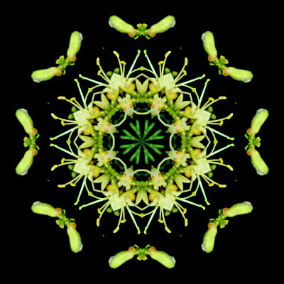 Kaleidoscopic picture created with a wild flower seen in early May