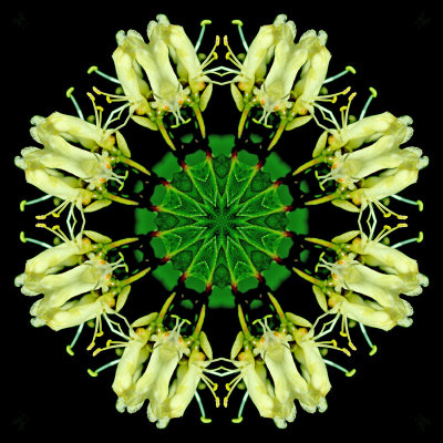 Kaleidoscopic picture created with a wild flower seen in early May