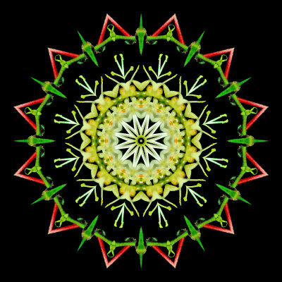 Kaleidoscopic picture created with a wild flower seen in early May