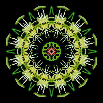 Kaleidoscopic picture created with a wild flower seen in early May