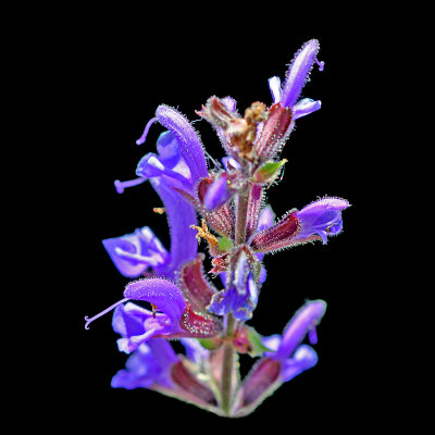Wild flower seen in May