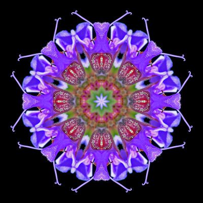 Kaleidoscopic picture created with a wild flower seen in May