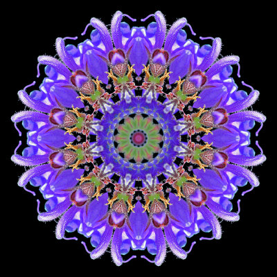 Kaleidoscopic picture created with a wild flower seen in May