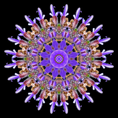 Kaleidoscopic picture created with a wild flower seen in May