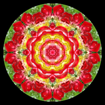 Kaleidoscopic picture created with a semi-wild rose (dog rose)