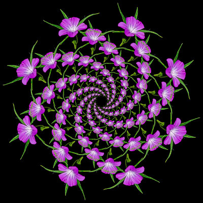 Spiral arrangement created with a wild flower seen in June