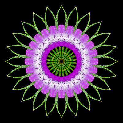 Kaleidoscope created with a wild flower seen in June