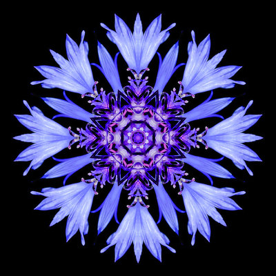 Kaleidoscopic picture created with a wild flower seen in June