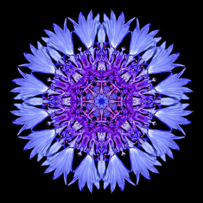 Kaleidoscopic picture created with a wild flower seen in June