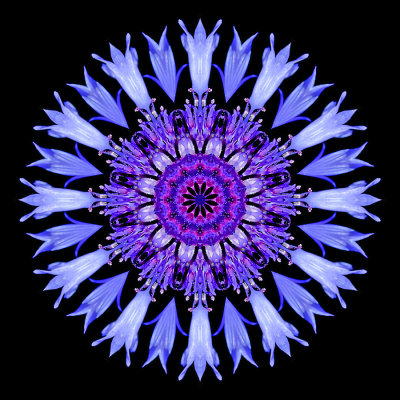 Kaleidoscopic picture created with a wild flower seen in June