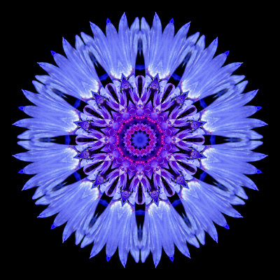 Kaleidoscopic picture created with a wild flower seen in June