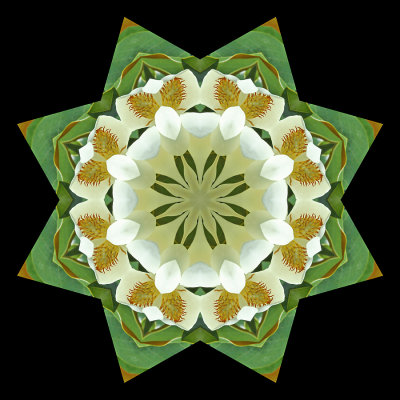 Kaleidoscope created with a big white flower seen on a tree