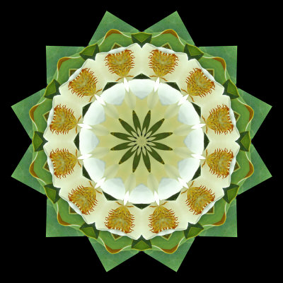 Kaleidoscope created with a big white flower seen on a tree
