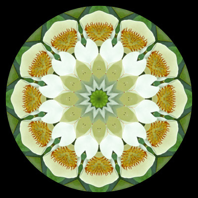 Kaleidoscope created with a big white flower seen on a tree