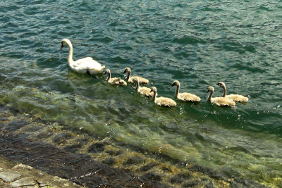Swan with seven youngsters