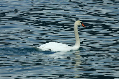 Swan on lake Luzern