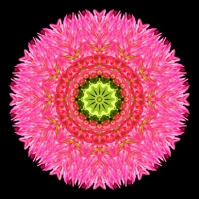 Kaleidoscope created with a wild flower seen near lake Davos