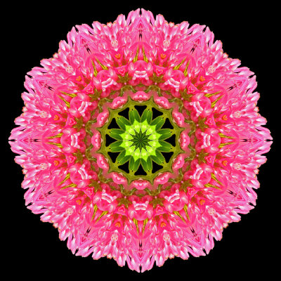 Kaleidoscope created with a wild flower seen near lake Davos