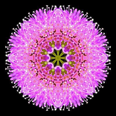 Kaleidoscope created with a wild flower seen near lake Davos