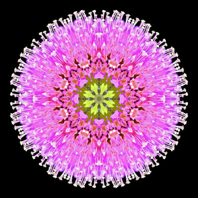 Kaleidoscope created with a wild flower seen near lake Davos