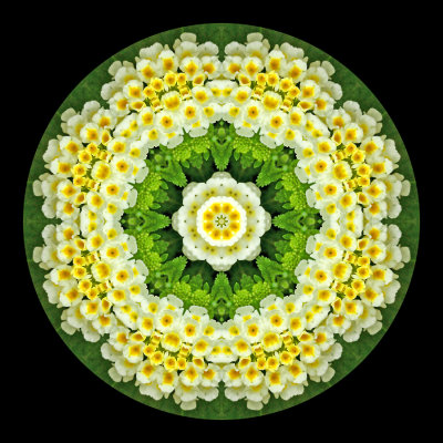 Kaleidoscopic picture created with a flower seen in the garden behind the house in July