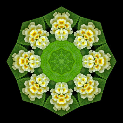 Kaleidoscopic picture created with a flower seen in the garden behind the house in July