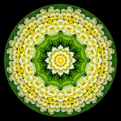 Kaleidoscopic picture created with a flower seen in the garden behind the house in July