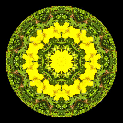 Kaleidoscopic picture created with a wild flower seen in July.