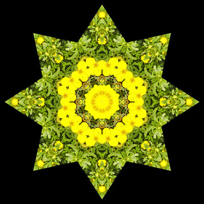 Kaleidoscopic picture created with a wild flower seen in July.