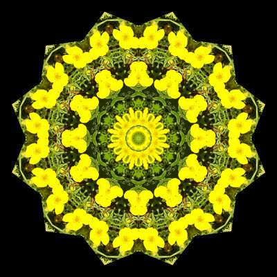 Kaleidoscopic picture created with a wild flower seen in July.