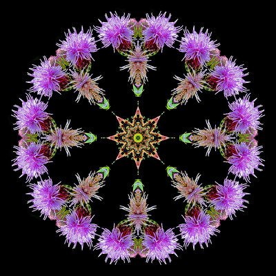 Kaleidoscopic picture created with a wild flower seen in July.