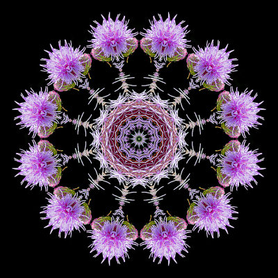 Kaleidoscopic picture created with a wild flower seen in July.