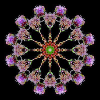 Kaleidoscopic picture created with a wild flower seen in July.