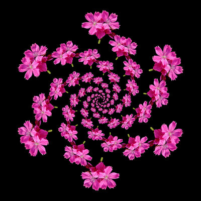 Spiral arrangement with a pink flower. Six arms with 13 copies of the flower in each arm