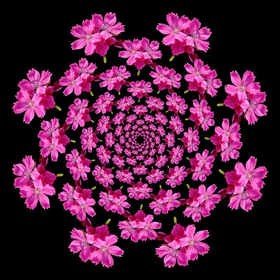 Spiral arrangement with a pink flower. Eight arms with 13 copies of the flower in each arm