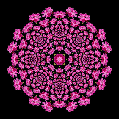 Evolved kaleidoscope with a pink flower