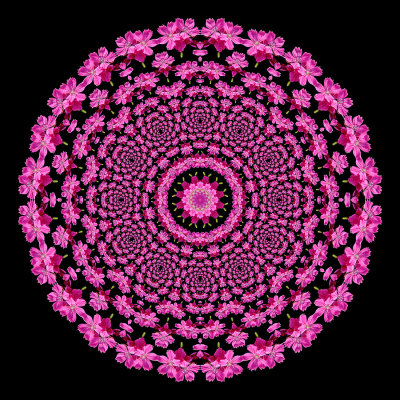 Evolved kaleidoscope with a pink flower