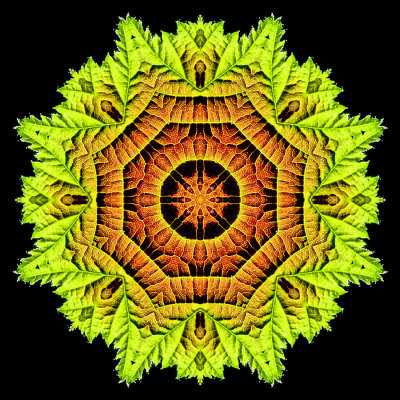 Kaleidoscopic picture created with a leaf seen in July