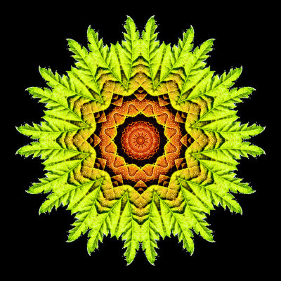 Kaleidoscopic picture created with a leaf seen in July