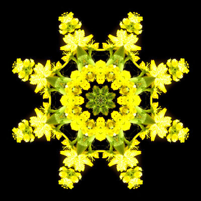 Kaleidoscopic picture created with a wild flower seen in the forest 19th July 2021