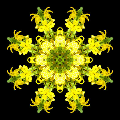 Kaleidoscopic picture created with a wild flower seen in the forest 19th July 2021
