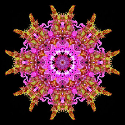 Kaleidoscopic picture created with a wild flower seen in the forest 19th July 2021