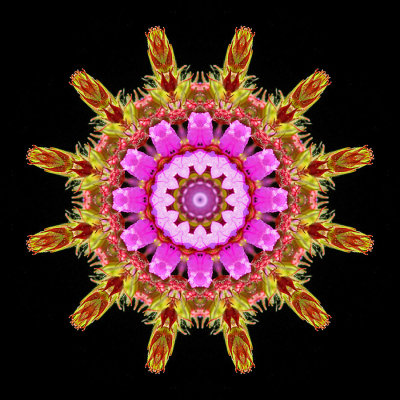 Kaleidoscopic picture created with a wild flower seen in the forest 19th July 2021