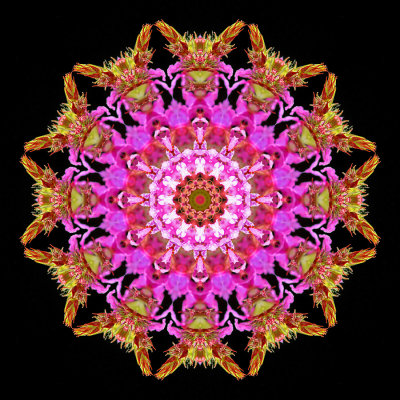 Kaleidoscopic picture created with a wild flower seen in the forest 19th July 2021