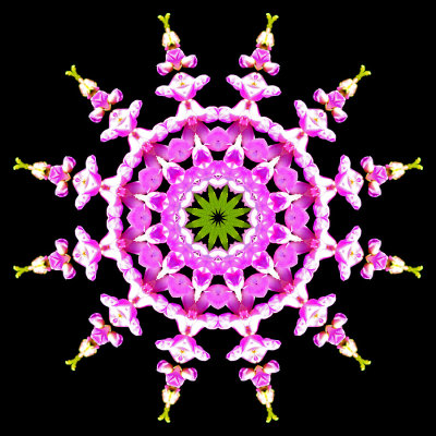 Kaleidoscopic picture created with a wild flower seen in the forest 19th July 2021