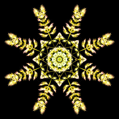 Kaleidoscopic picture created with a blooming grass seen in the forest 19th July 2021