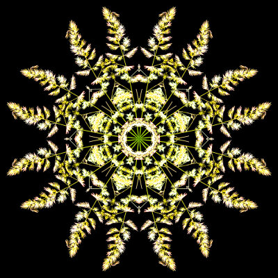 Kaleidoscopic picture created with a blooming grass seen in the forest 19th July 2021