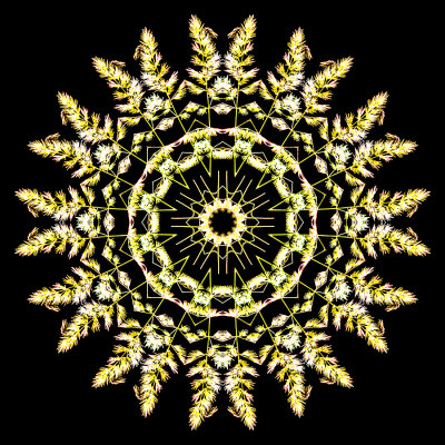 Kaleidoscopic picture created with a blooming grass seen in the forest 19th July 2021