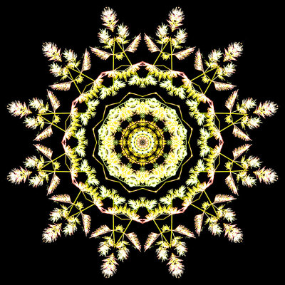 Kaleidoscopic picture created with a blooming grass seen in the forest 19th July 2021