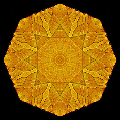 Kaleidoscopic picture created with a leaf of a tree seen in July
